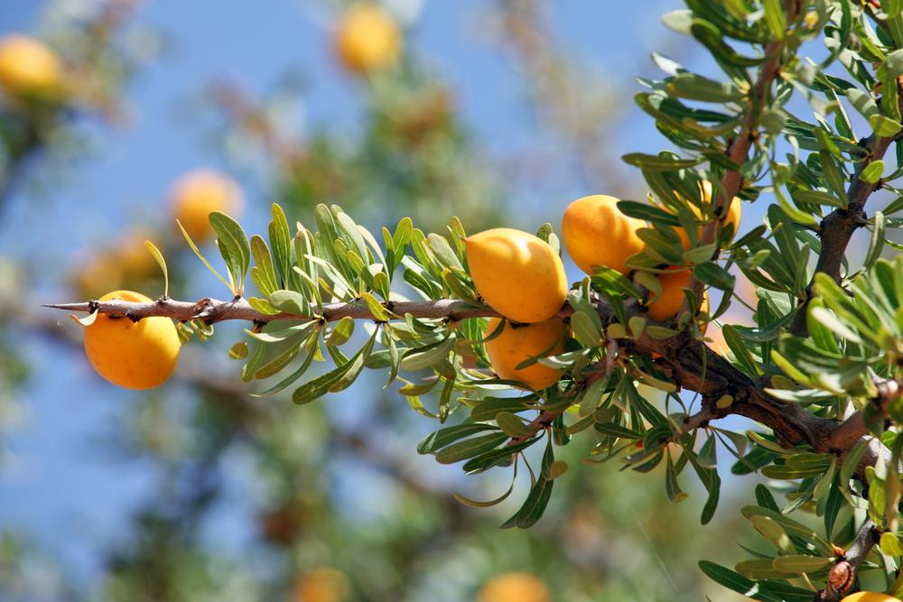 shutterstock_211586350